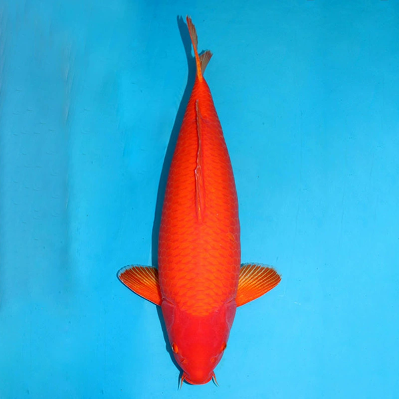 Декоративные рыбы живут пресной воды домашнее животное декоративные Карп по Шанхай холодной воды небольшой огонь Карп мальки