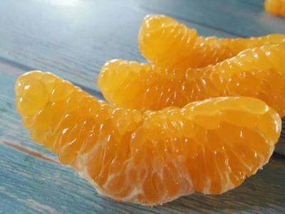 四川春见粑粑柑新鲜柑橘果肉饱满多汁香甜可口现摘现发|ru