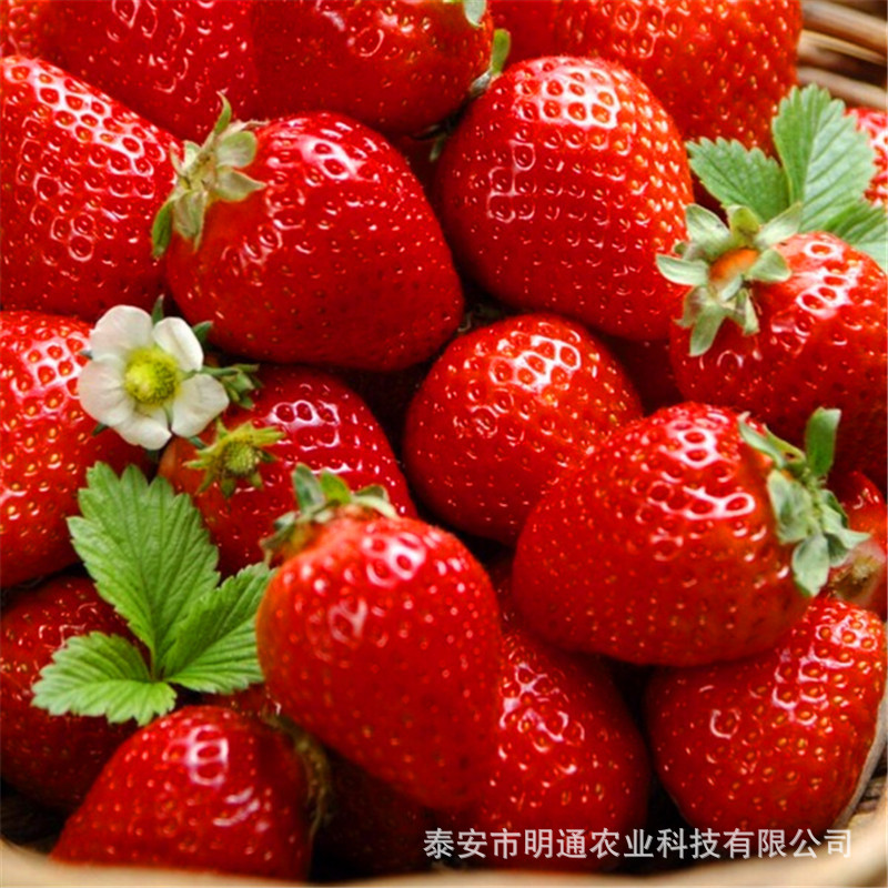 安徽红颜草莓苗 安徽长丰草莓苗种植基地 采摘园种植脱毒草莓种苗