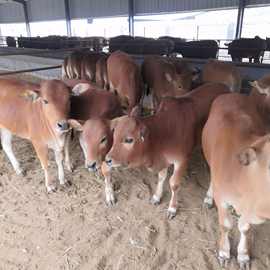 云南哪里有卖肉牛的,哪里有鲁西黄牛养殖场 育肥牛犊价格