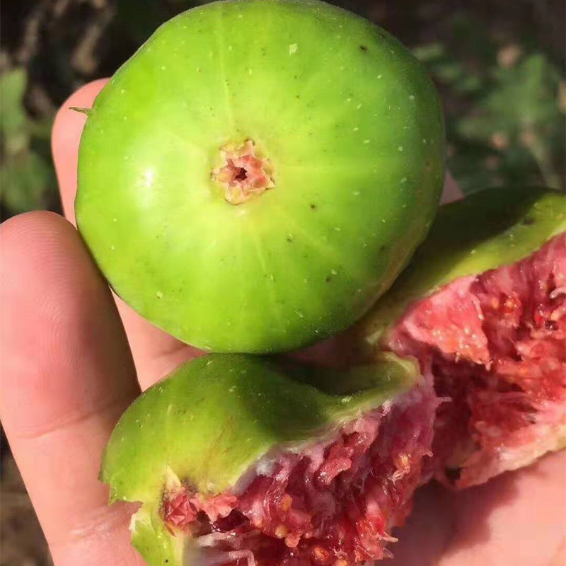 苗圃基地直销粗度1公分以上青皮无花果苗 波姬红 特斯拉无花果苗