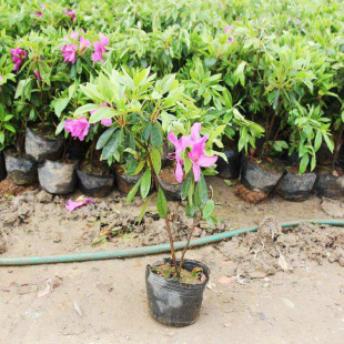 ë���N���ļ�����ͥԺ�G����ľë�NС�绨��ֲ��ë���N�������ͺ�