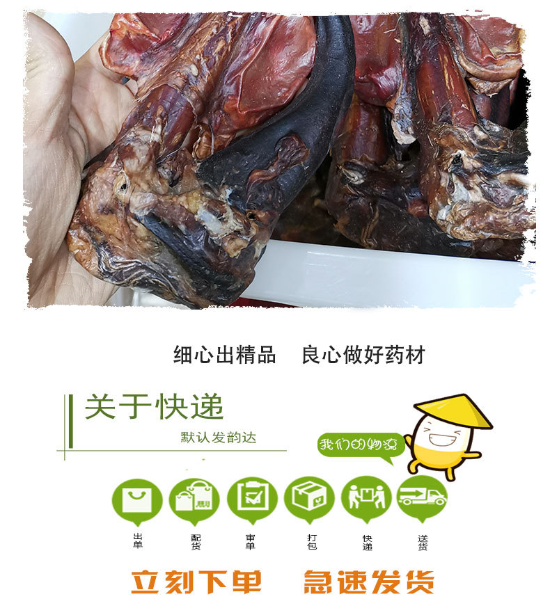 Deer Penis (Cervus elaphus) Whole Branch — Dried TCM Food Herb, Bulk Wholesale quality and texture