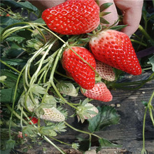 基地常年批發大量品種甜查理草莓苗 農戶供應好成活甜查理草莓苗