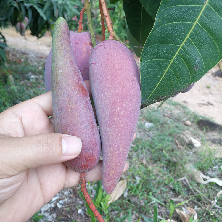 爆款!爆款！海辣椒芒 新鲜水果 热带水果芒果牙签芒手指芒贵妃芒|ms