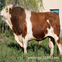 西门塔尔牛犊 改良肉牛犊  鲁西黄牛犊多少钱一头养牛场基地批发