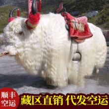 白氂牛產地 甘肅青海能騎乘照相白氂牛 能騎人的氂牛
