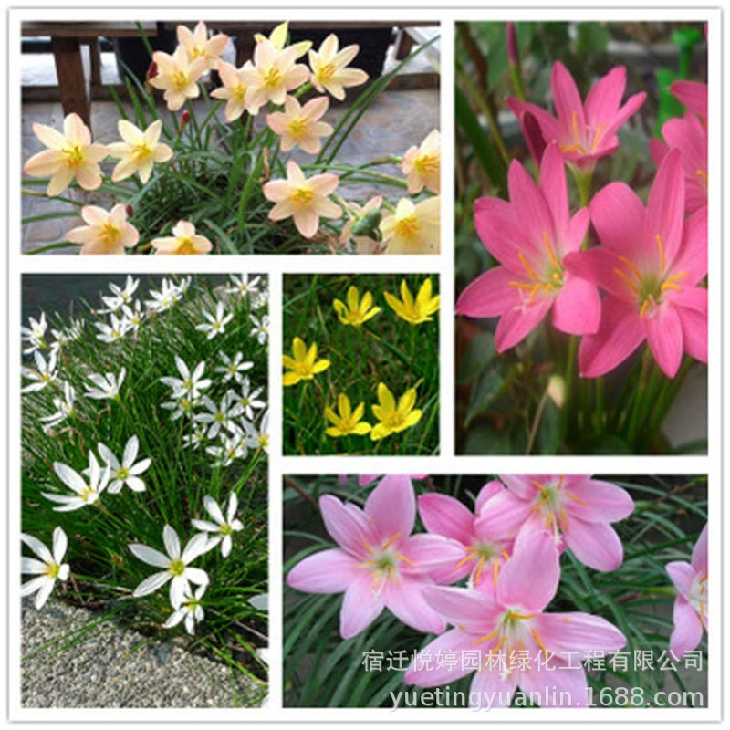 Оптовая ветер и дождь шар для орхидеи двор балкон Цветочная луковица цветок лук Орхидея шар порей саженцы орхидеи большая цена отличная