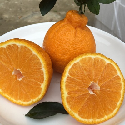 四川眉山丹棱新鲜现摘水果丑柑不知火 丑橘丑八怪5斤10斤一件代发|ms