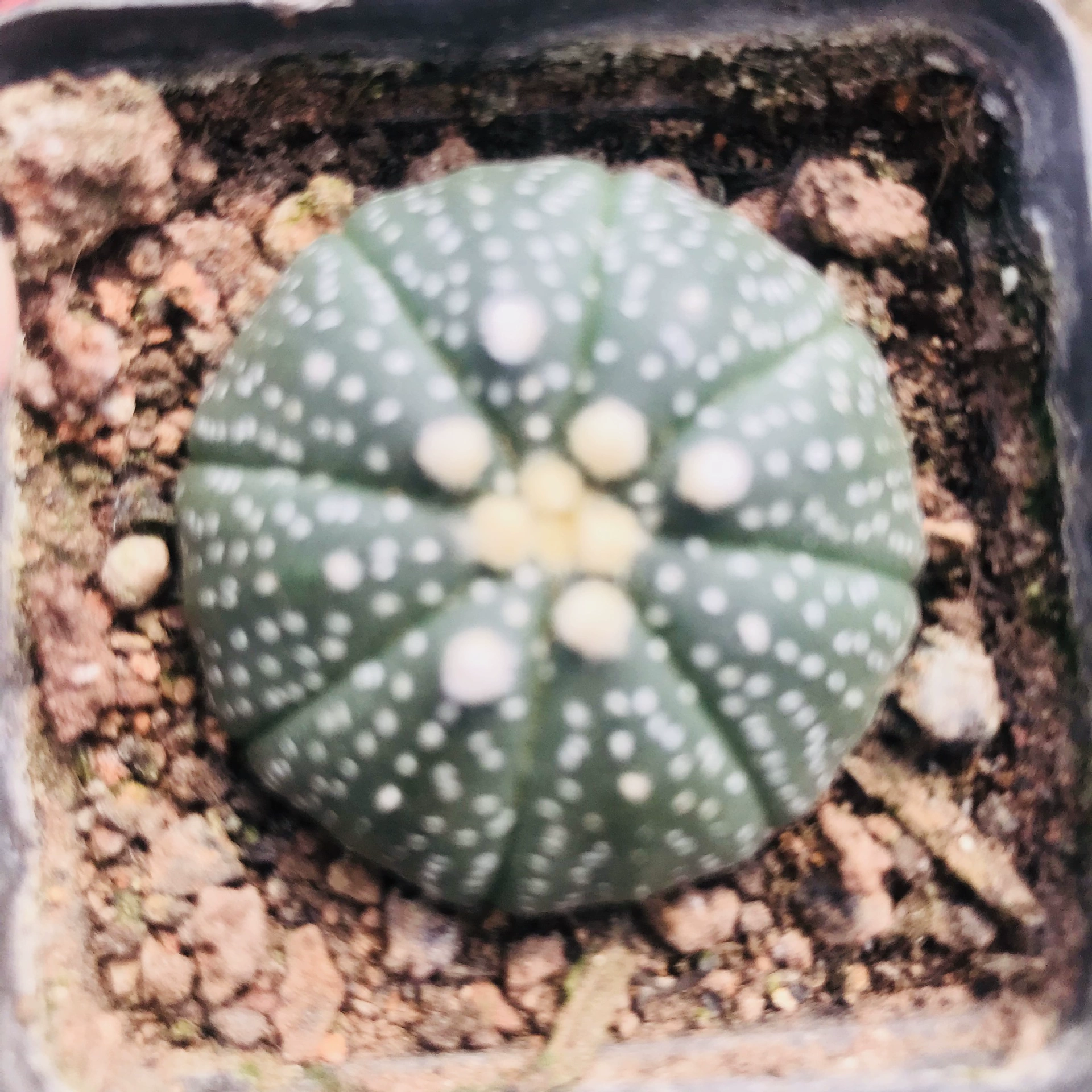 Продажа кактуса суккулента растение горшечный цветок Звезда карман офис Крытый всасывающий формальдегид кактус мяч планета