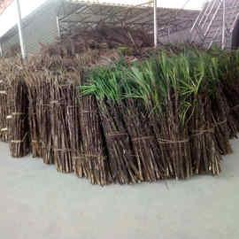 大量供应高度80mm100mm棕竹  细叶棕竹种植批发基地