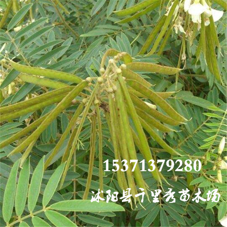 爱不在就放手 乌兰托娅