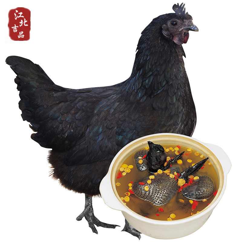 Jiangsu Countryside Woodland Backyard Silky Free range chicken Hen The month fresh On behalf of