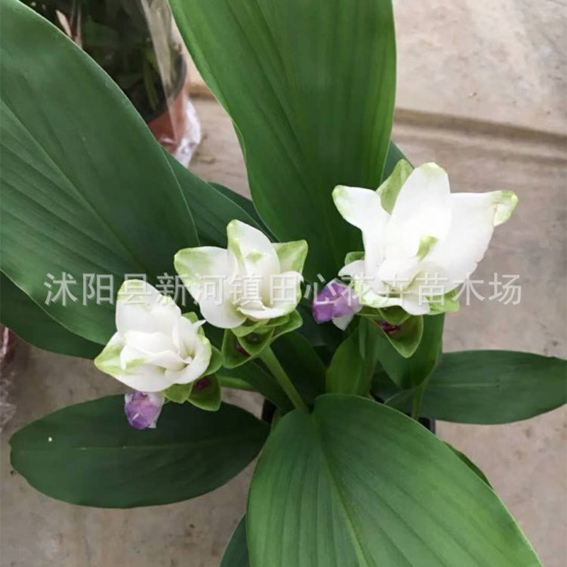 姜荷花基地田心 多年生草本热带球根花卉 地被植物田心|ru