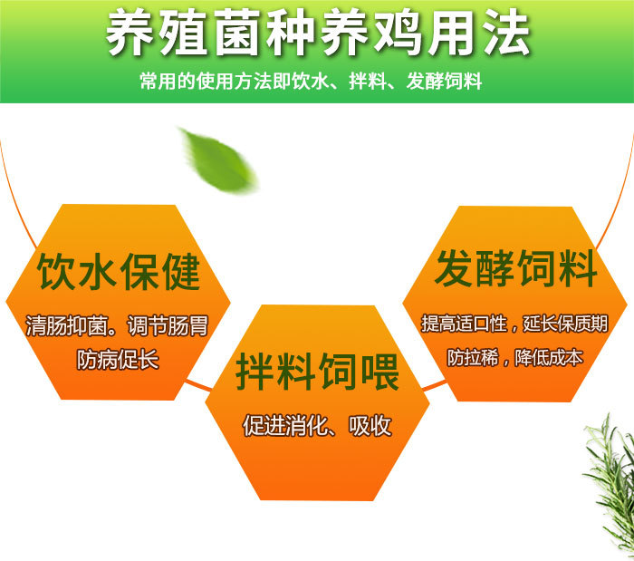 養(yǎng)雞微生物菌劑