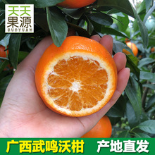 產地貨源 廣西武鳴沃柑9斤特大果橘子新鮮水果批發非丑柑砂糖橘
