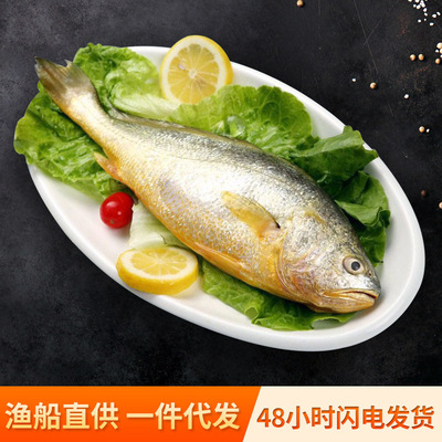 ecology Large yellow croaker East China Sea Sham Freezing Fish Seafood Aquatic products wholesale On behalf of Shunfeng