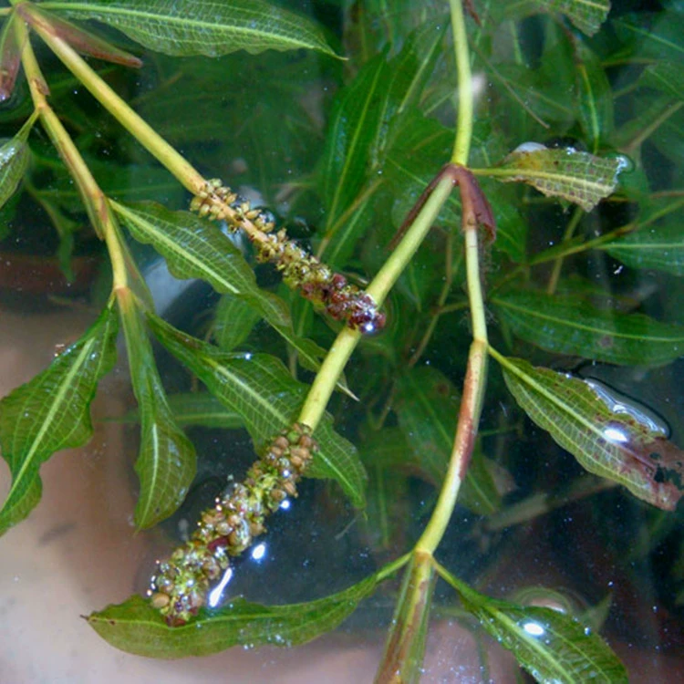 Прямые поставки из базы рассады: светлый лист водного гиацинта, водные цветы, полосатый тростниковый бамбук, водные растения, оптовые скидки.