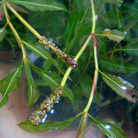 苗木基地直供光叶眼子菜 水生花卉 花叶芦竹 水生植物 量大优惠