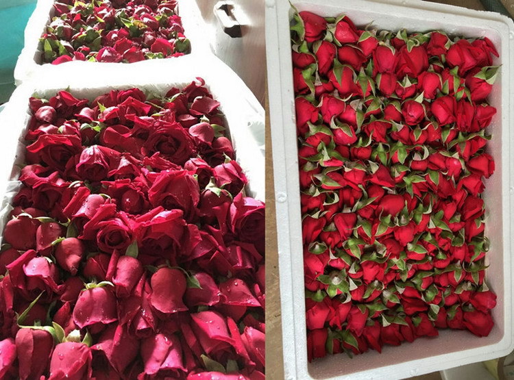 Mo Hong Rose Bud Tea Dried Yunnan Rosa Rugosa Flower Crowns Freeze Dried Edible Herbal Floral Tea 30g Jar in use