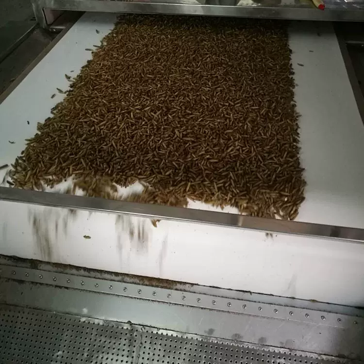 特制黑水虻微波干燥设备黑水虻微波烘干设备黑水虻微波烘干机