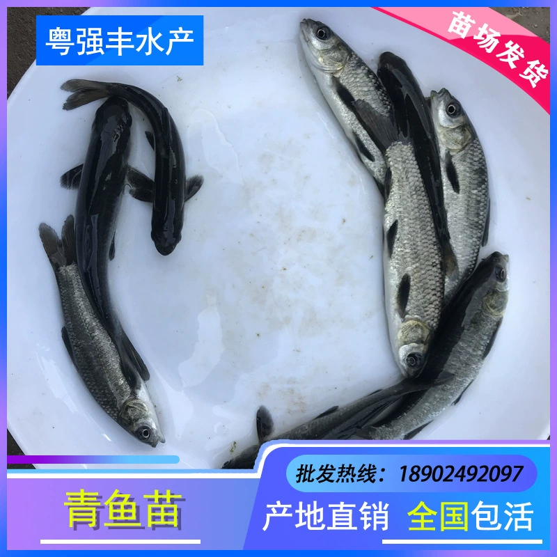 Прямые поставки из питомника: черные икры карпа, черные икры улитки, черные икры травяного карпа, оптом.