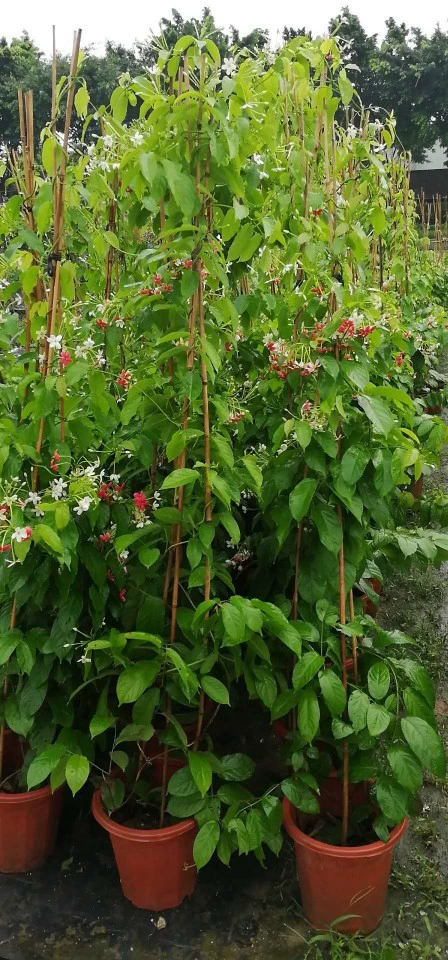 907 Поставка заставляет джентльмена 1-2 метра в горшках восхождение на вертикальную трехмерную зеленую базу Fujimo