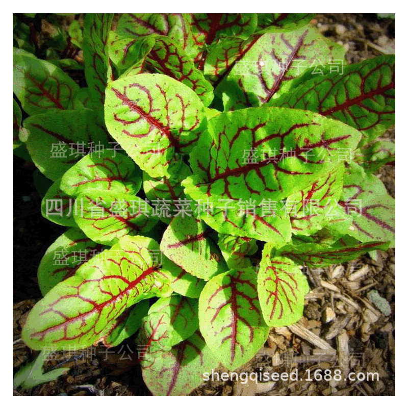 莎拉蔬菜種子 紅酸模 進口蔬菜種子 種子公司批發 采摘園基地種植
