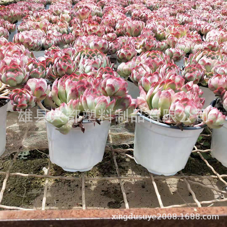 微信图片_201907271736156