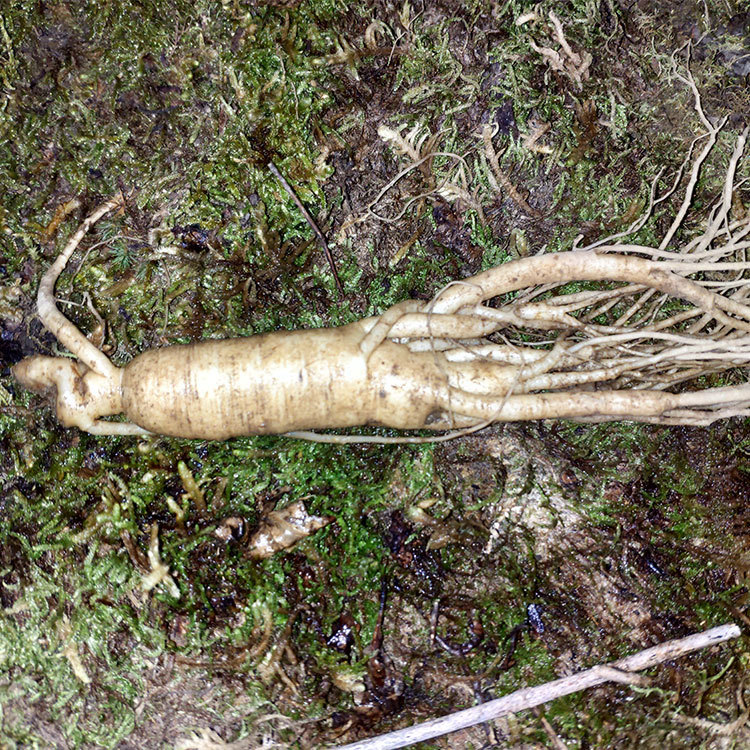 东北特产新鲜真空包装人参长白山小参一斤园参多种规格产地发货