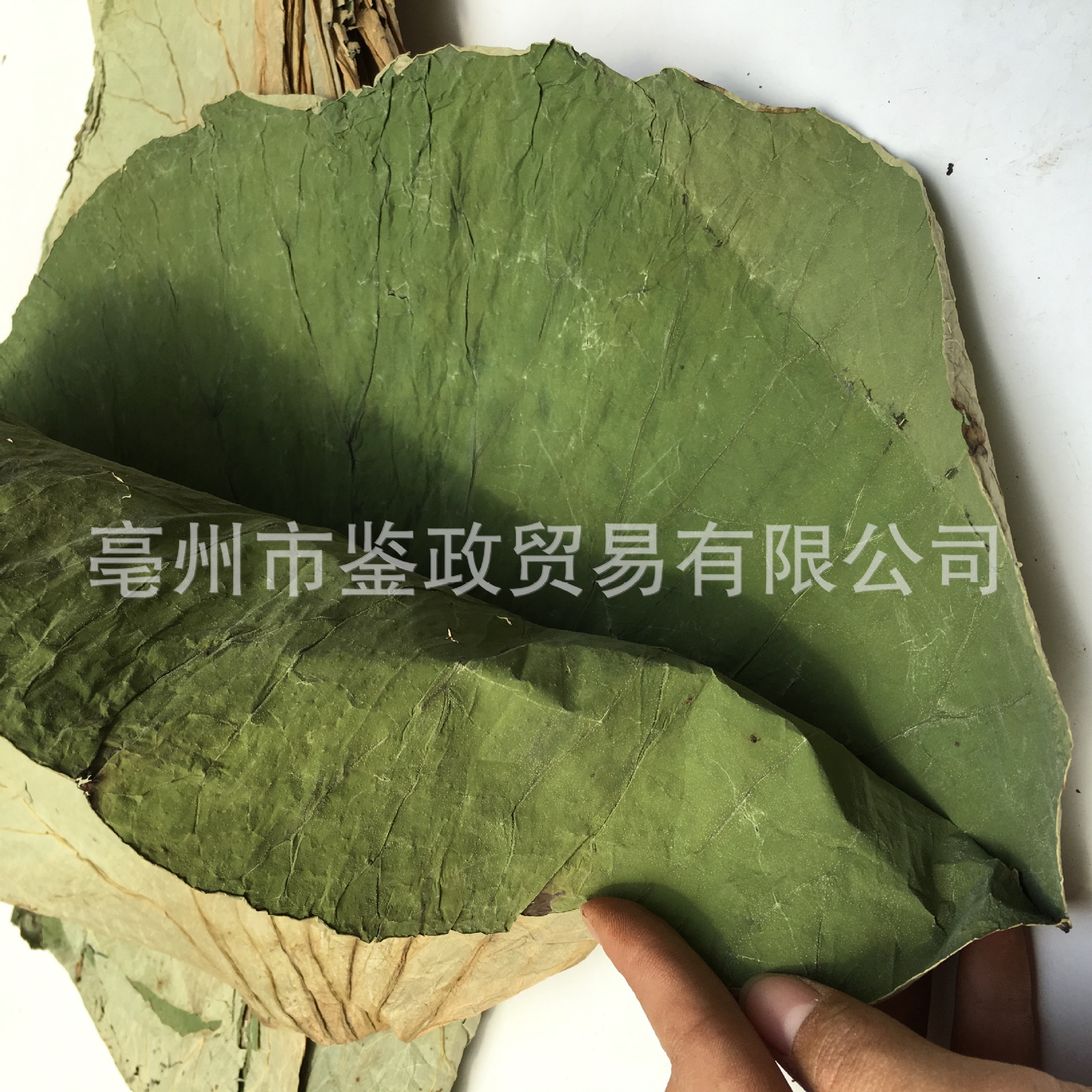 Whole Dried Lotus Leaf He Ye 500g Bag for Cooking Wrapping and Herbal Tea quality and texture