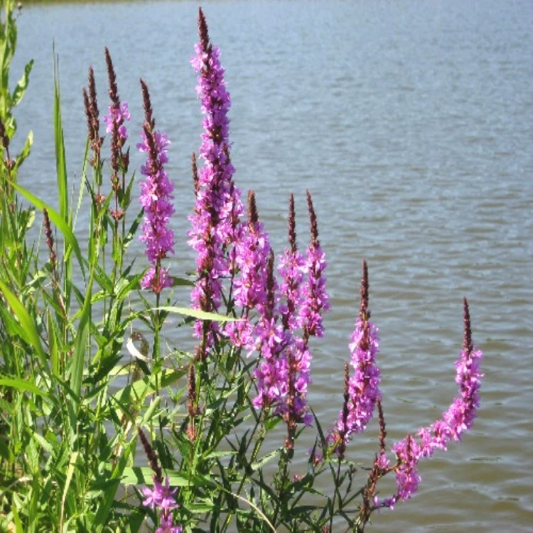 Семена водного сафлора Polygonum orientale семена собачий хвост цветок семена влагостойкость водный ландшафт озеленение водный сафлор семена