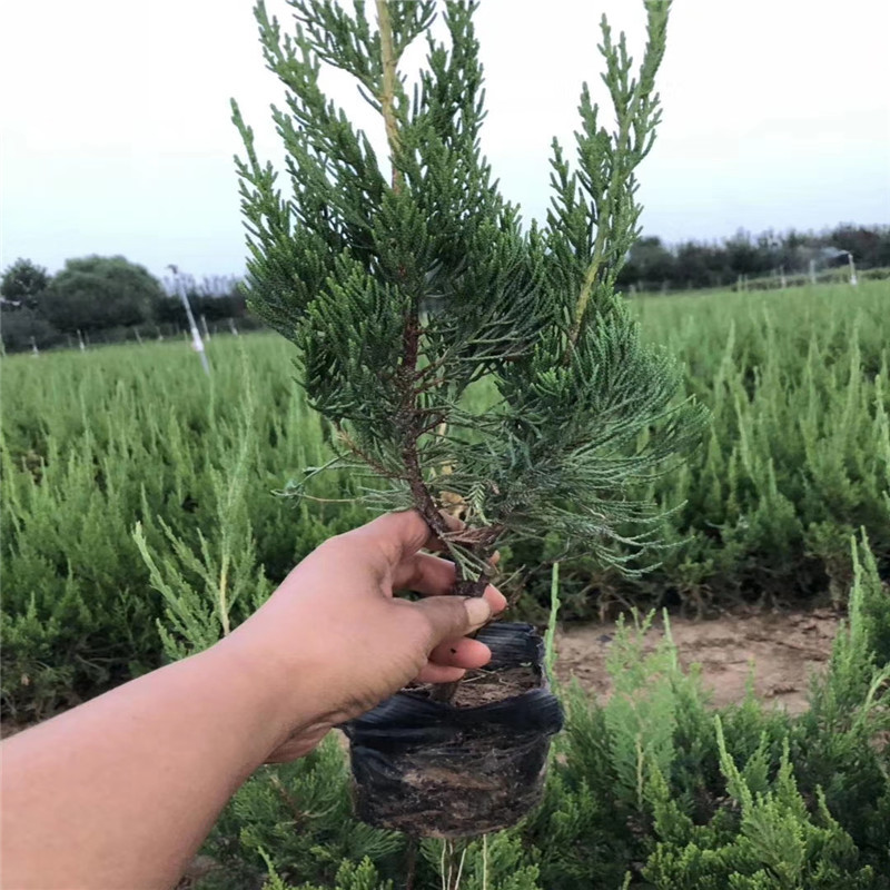基地供应绿化苗木 工程小龙柏 龙柏球 四季常青绿篱 成活率高-阿里巴巴