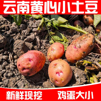 云南新鲜农家自种 红皮黄心小土豆 马铃薯洋芋9斤 一件代发 包邮