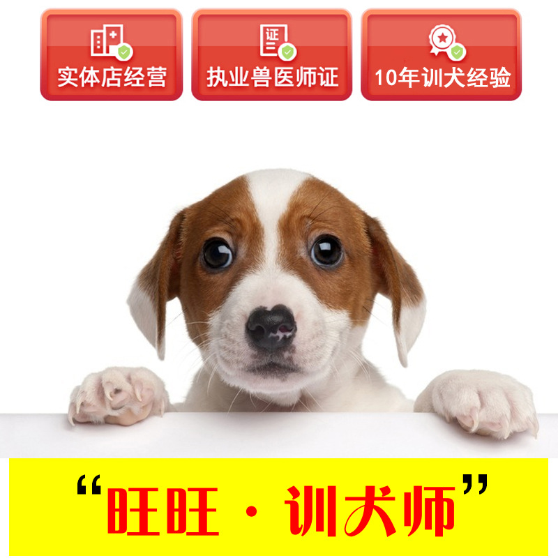 訓犬教程視頻+訓犬師壹對壹指導 寵物壞習慣糾正 動作訓練