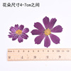 Factory directly sells Persian chrysanthemum mulberry dried flowers and flower Valentine's Day handmade gifts DIY ticking mobile phone case Qixi