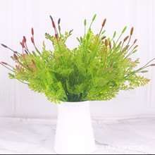 鹿角草 鹿角草品牌 图片 价格 鹿角草批发 阿里巴巴