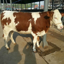 养殖肉牛的出肉率多少 利木赞牛该良杂交出售西门塔尔牛小牛犊