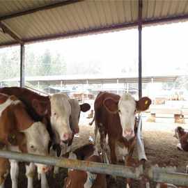 利木赞牛种牛规范饲养场 哪里卖利木赞牛的多
