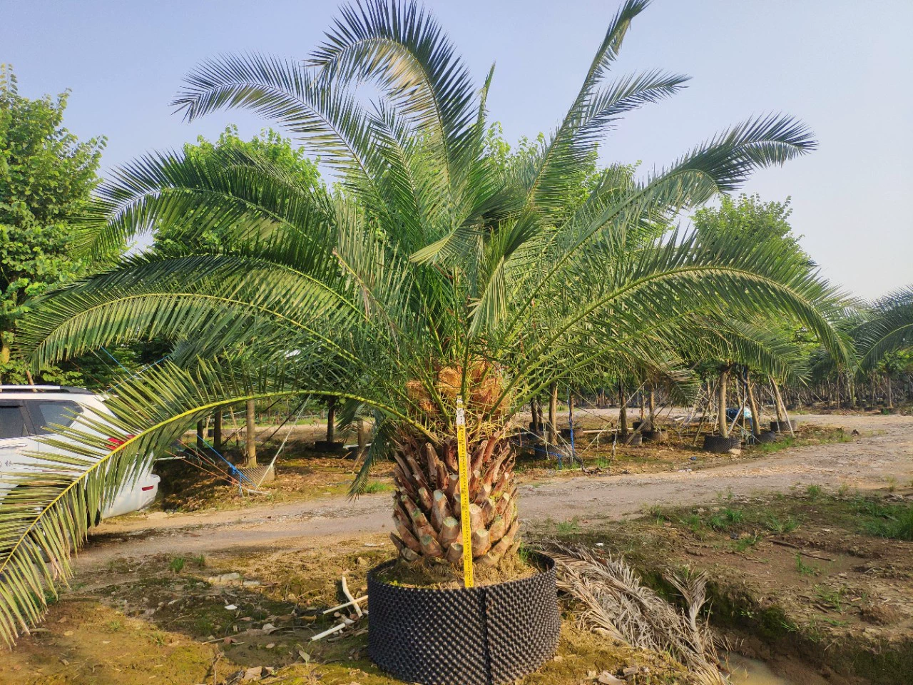 909 поставляет канадский мармелад 60-100 см