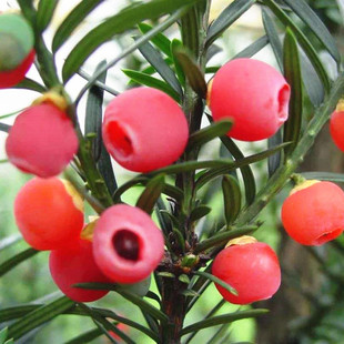 �t��ɼ���ܷN�ӵ����ɼ�N��ɼľ����ɼ����ɼ��ɼ��ɼ����N��