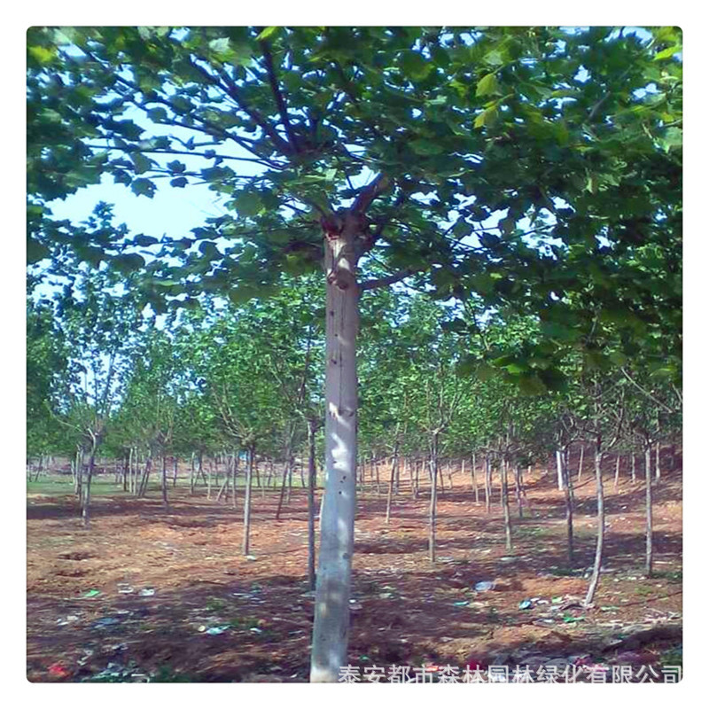 8-15cm法桐