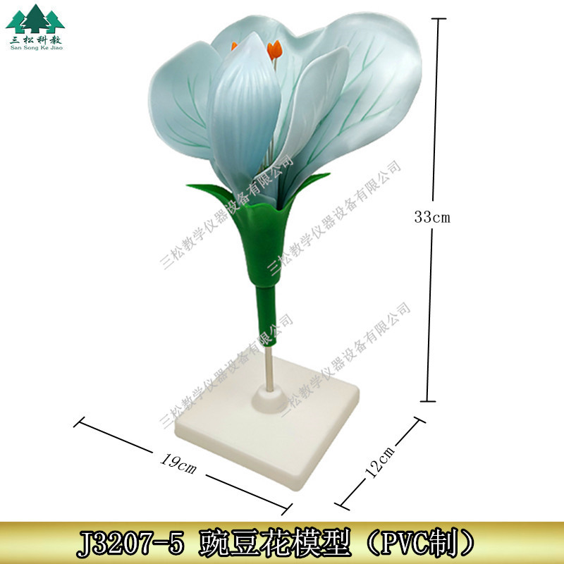 生物教学仪器 植物模型 豌豆花模型 各类花的模型 草木植物