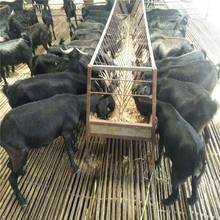 【黑山羊】廠家工銀園林圈養青年黑山羊養殖場懷孕母羊