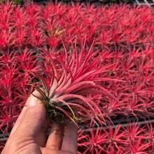 ����ֱ�N�҃ȾG���^�p����ֲ��՚��P�� Сֲ������ �t���`