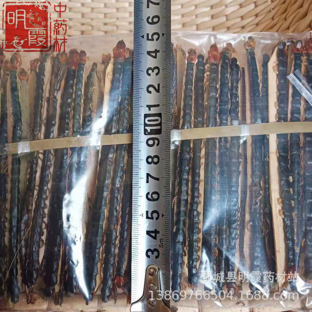 【蜈蚣】批发大小蜈蚣 批发零售供应中药材