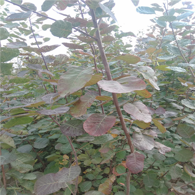 微信圖片_201911071115457.jpg