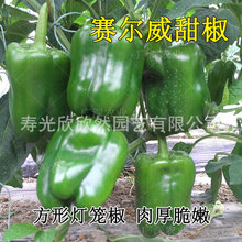 青椒种子辣椒甜椒种籽灯笼方椒菜椒蔬菜种孑籽种四季早熟高产蔬菜