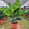 [Base directly batch] Qinye banyan potted indoor and outdoor living room plant four seasons Changqingqin leaf banyan easy to raise green plants