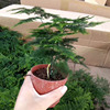 [Direct supply of the base] Guanye small potted dwarf plant purifies air green plant bonsai (A80) Yunzhu